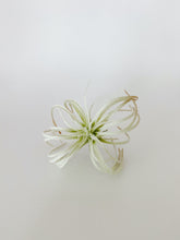 Load image into Gallery viewer, Succulent trio
