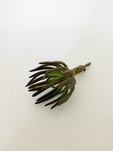 Load image into Gallery viewer, Succulent trio
